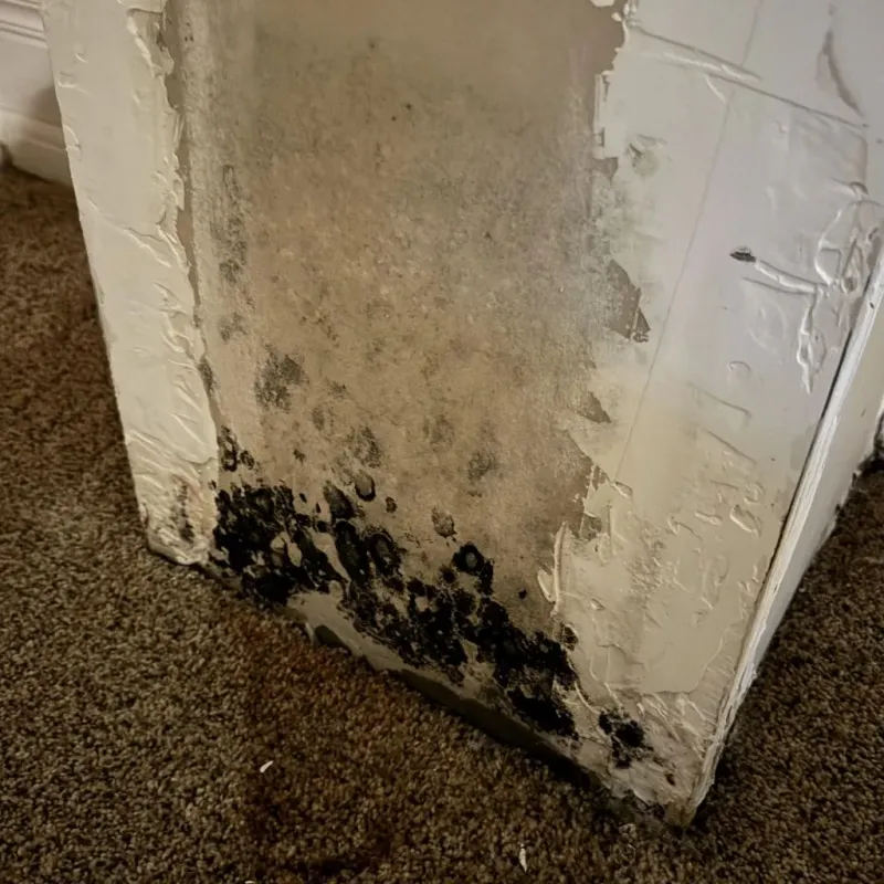 Professional Mold Removal in Back Mountain, PA